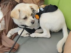-北京观赏动物医院·24小时大型综合·猫专科·异宠专科