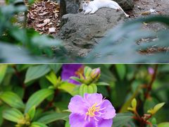 -广州市白云山风景名胜区