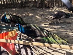 -广州白江湖森林公园