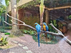 -麒麟中餐厅·经典粤菜·地道菜式老字号(广州长隆酒店)