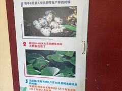 -中国扬子鳄村