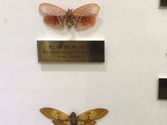 -上海昆虫博物馆