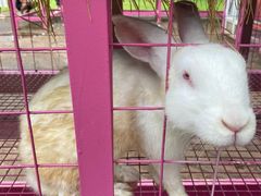 -大连铭湖国际观光牧场