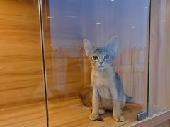 -猫十亿·布偶金渐层·曼基康矮脚猫舍(青年路店)