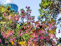 -梧桐山风景名胜区