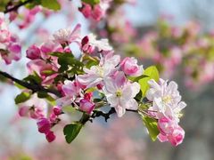 -海棠花溪(元大都城垣遗址公园)