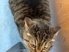 -伟伟宠物医院·瑞派猫友好医院·猫科(光谷店)
