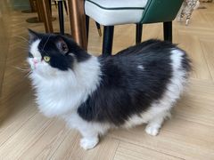 -安格丽娜·狗咖·猫咖羊驼咖(春熙路百盛商场店)