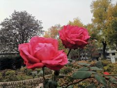 -陕西师范大学(雁塔校区)
