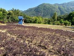 -广州市流溪河国家森林公园