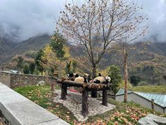 -卧龙中华大熊猫苑神树坪基地