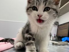 -宠物星动物医院·眼科·异宠·猫科(江南大道总院)