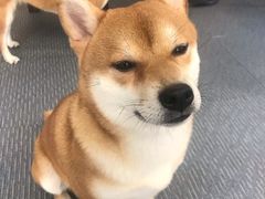 -柴源莊·柴小宠柴犬咖啡