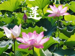 -莲花池公园
