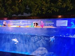 -海合安成都极地海洋公园