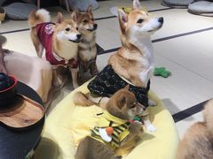 -逗柴咖啡屋·狗咖猫咖宠物桌游