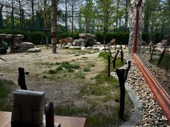 -上海野生动物园老虎餐厅
