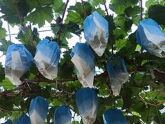 -马陆小张葡萄园农家乐