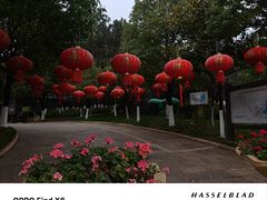 -洛龙公园