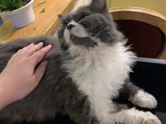 -猫小院猫主题咖啡厅(北锣店)