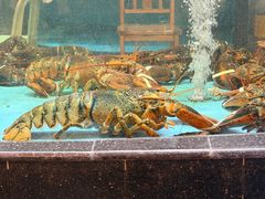 -国龙大酒店-中餐厅