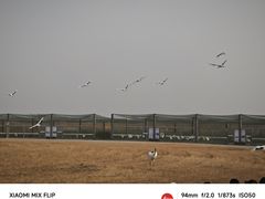 -盐城丹顶鹤湿地生态旅游区