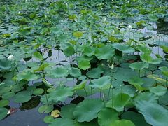 -莲花池公园