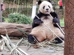 -都江堰中华大熊猫苑