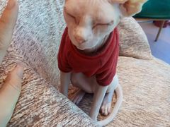 -藏猫猫咖啡主题馆(中央大道店)