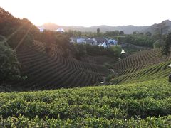 -帐篷客·溪龙茶谷度假酒店