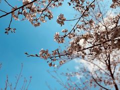-顾村公园
