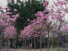 -天适樱花悠乐园