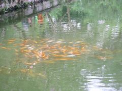 -西湖外事游船(花港观鱼码头)