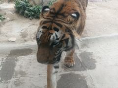 -荆州中山公园动物园