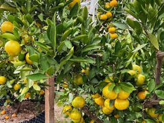 -前小桔亲子创意农场·草莓采摘·露营烧烤