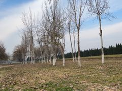 -汉长安城未央宫国家考古遗址公园