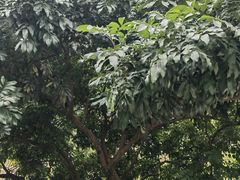 -南权皇烧鸡场
