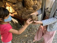 -大象粑粑造纸公园