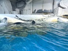 -大连圣亚海洋世界