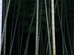 -同里国家湿地公园