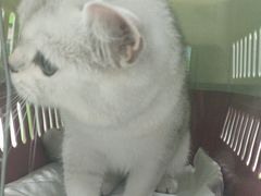 -唐小姐の猫狗洗护·购宠旗舰店(周浦万达店)
