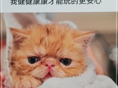 -COLOR PETS 撸猫馆·购猫·猫咖(长风大悦城店)