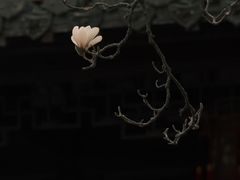 -梅园