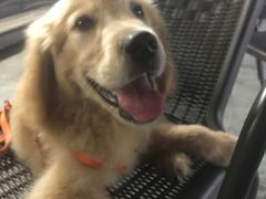 -翊宠yipet猫狗购宠庄园犬舍•猫舍