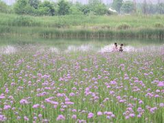 -洋湖国家湿地公园