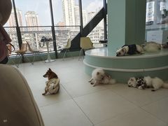 -怪兽屋·羊驼·猫咖·狗咖(俊华广场店)