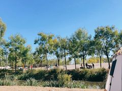 -东郊湿地公园