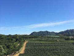-北京张裕爱斐堡酒庄