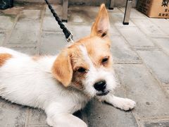 -新疆狼爷烤肉(宋庄店)