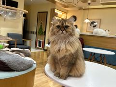 -滚猫咖啡·猫咖·猫友好撸猫(未来城店)